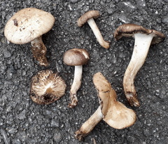 Lyophyllum caerulescens