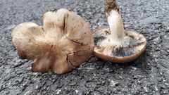 Lyophyllum caerulescens