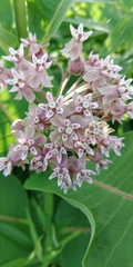 Asclepias syriaca
