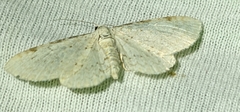 Eupithecia cretaceata
