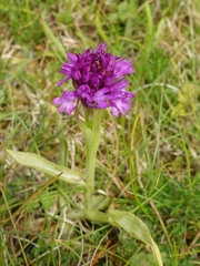 Anacamptis pyramidalis
