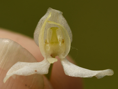 Platanthera muelleri