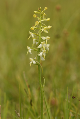 Platanthera muelleri