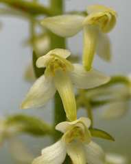 Platanthera muelleri
