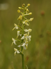 Platanthera muelleri