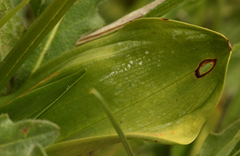 Platanthera muelleri