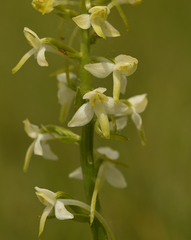 Platanthera muelleri