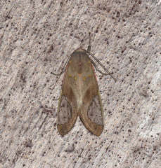 Bertholdia specularis