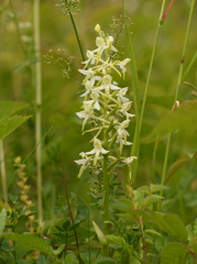 Platanthera muelleri