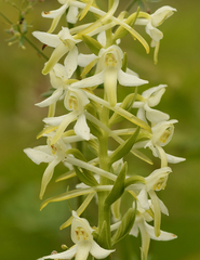 Platanthera muelleri