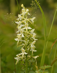 Platanthera muelleri