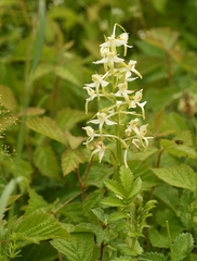 Platanthera muelleri