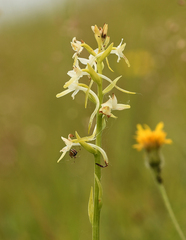 Platanthera muelleri