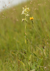 Platanthera muelleri