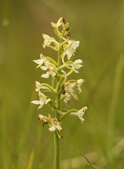 Platanthera muelleri