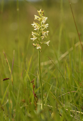 Platanthera muelleri