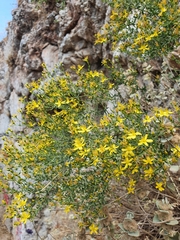 Hypericum triquetrifolium