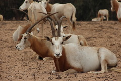 Oryx dammah