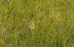 Platanthera muelleri