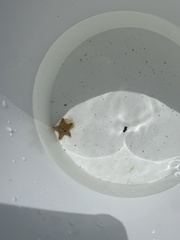 Asterina gibbosa