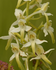 Platanthera muelleri