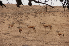 Gazella dorcas