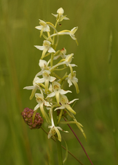 Platanthera muelleri