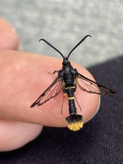 Synanthedon andrenaeformis