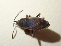 Eremocoris plebejus