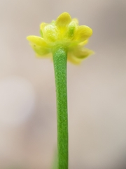 Ranunculus ophioglossifolius image