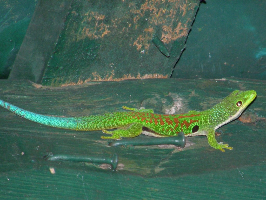 Peacock Day Gecko