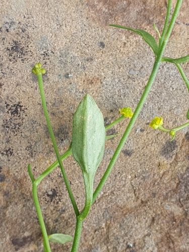 Image of Ranunculus ophioglossifolius by (c) Mehdi Chetibi, some rights reserved (CC BY)