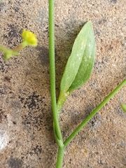 Ranunculus ophioglossifolius image