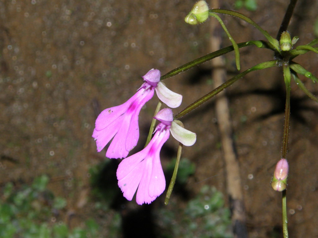 Cynorkis lowiana
