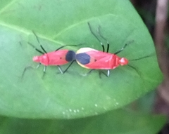 Dindymus rubiginosus