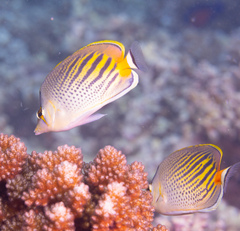 Chaetodon pelewensis