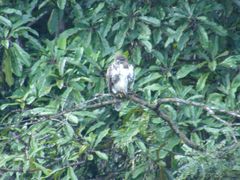 Buteo brachypterus