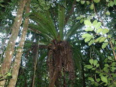 Thamnopteris