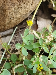 Trifolium micranthum