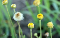 Nidorella podocephala