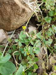 Trifolium micranthum