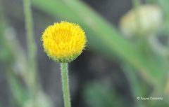 Nidorella podocephala
