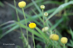 Nidorella podocephala