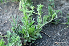 Nidorella podocephala