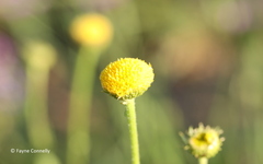 Nidorella podocephala
