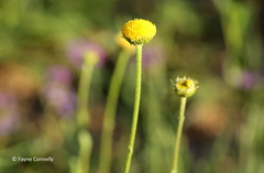 Nidorella podocephala
