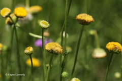 Nidorella podocephala