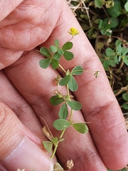 Trifolium micranthum