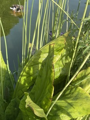 Lysichiton americanus