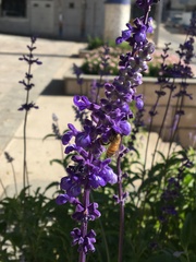 Salvia